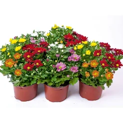 Chrysantheme Swifty Topf- Durchmesser 10,5 cm ^ Plantiflor Best