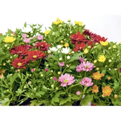 Chrysantheme Swifty Topf- Durchmesser 10,5 cm ^ Plantiflor Best