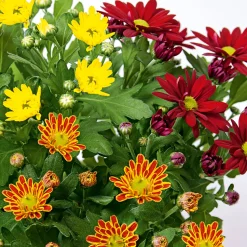 Chrysantheme Swifty Topf- Durchmesser 10,5 cm ^ Plantiflor Best