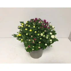 Chrysantheme T13 4 Farben ^ Plantiflor Hot