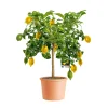 Citrus-Ministamm Topf Durchmesser 20 cm 70-80 cm ^ Plantiflor Sale