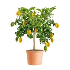 Citrus-Ministamm Topf Durchmesser 20 cm 70-80 cm ^ Plantiflor Sale
