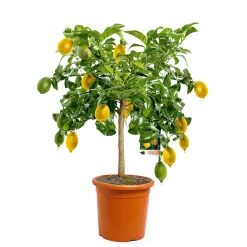 Citrus-Ministamm Topf Durchmesser 20 cm 70-80 cm ^ Plantiflor Sale
