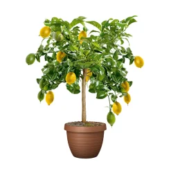 Citrus-Ministamm Topf Durchmesser 20 cm 70-80 cm ^ Plantiflor Sale