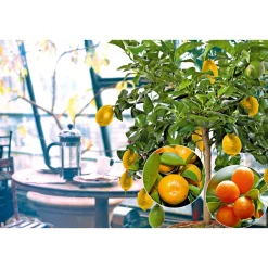 Citrus-Ministamm Topf Durchmesser 20 cm 70-80 cm ^ Plantiflor Sale