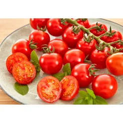 Cocktailtomate plastikfrei Topf Durchmesser 12 cm ^ Plantiflor