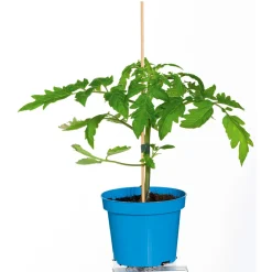Cocktailtomate Supersweet F1 Topf Durchmesser 11 cm ^ Plantiflor Discount