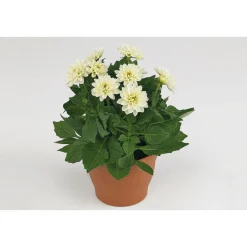 Dahlien verschiedene Farben T 10,5 ^ Plantiflor Best