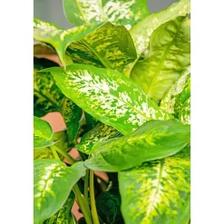 Dieffenbachie Compacta 35 cm T12 ^ Plantiflor Sale