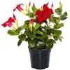 Dipladenie Busch T10,5 verschiedene Farben ^ Plantiflor New