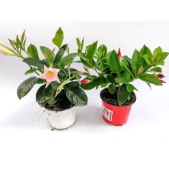 Dipladenie Busch T10,5 verschiedene Farben ^ Plantiflor New