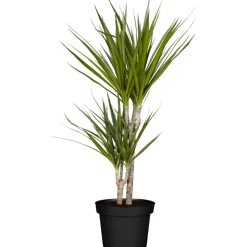 Drachenbaum Dracaena, Topf-Durchmesser 17cm ^ Plantiflor Online