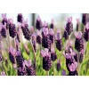 Echter Lavendel 6er-Pack ^ Plantiflor New