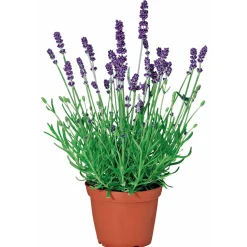 Echter Lavendel Topf- Durchmesser 11 cm ^ Plantiflor Sale