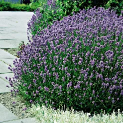 Echter Lavendel Topf- Durchmesser 11 cm ^ Plantiflor Sale