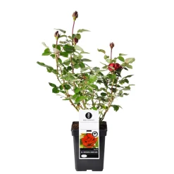 Edel-Duftrose rot Topf 23 cm ^ Plantiflor