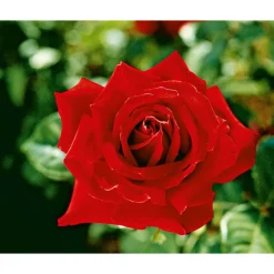 Edel-Duftrose rot Topf 23 cm ^ Plantiflor
