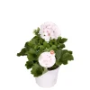 Edelgeranie Topf- Durchmesser 12 cm ^ Plantiflor