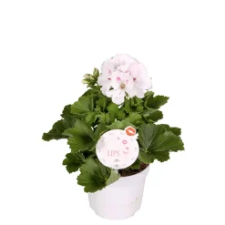 Edelgeranie Topf- Durchmesser 12 cm ^ Plantiflor