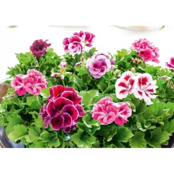 Edelgeranie Topf- Durchmesser 12 cm ^ Plantiflor