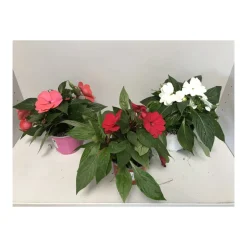 Edellieschen T12 versch Farben ^ Plantiflor Hot