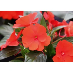 Edellieschen T12 versch Farben ^ Plantiflor Hot