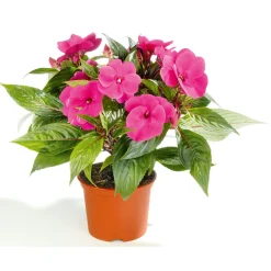 Edellieschen T12 versch Farben ^ Plantiflor Hot