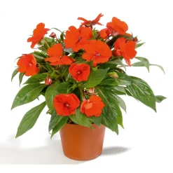 Edellieschen T12 versch Farben ^ Plantiflor Hot