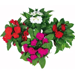 Edellieschen T12 versch Farben ^ Plantiflor Hot