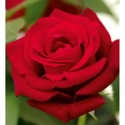 Edelrose rot Topf- Durchmesser 19 cm ^ Plantiflor Best