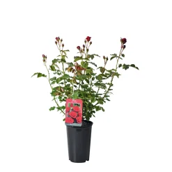 Edelrose rot Topf- Durchmesser 19 cm ^ Plantiflor Best
