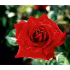 Edelrose rot Topf- Durchmesser 19 cm ^ Plantiflor Best