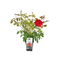 Edelrose rot Topf- Durchmesser 19 cm ^ Plantiflor Best