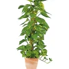Efeutute am Moosstab 120-130 cm T24 ^ Plantiflor Clearance