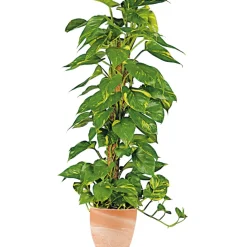 Efeutute am Moosstab 120-130 cm T24 ^ Plantiflor Clearance