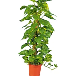Efeutute Topf Durchmesser 21 cm ^ Plantiflor