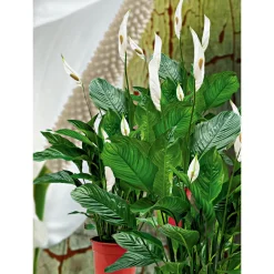 Einblatt 100 cm Topf 21 cm ^ Plantiflor New