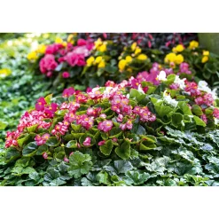 Eisbegonie Topf Durchmesser 10,5 cm ^ Plantiflor Online