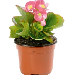 Eisbegonie Topf Durchmesser 10,5 cm ^ Plantiflor Online