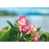 Eisbegonie Topf Durchmesser 9 cm ^ Plantiflor Online
