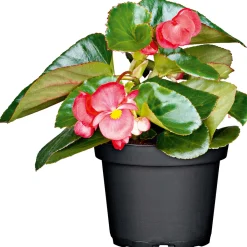 Eisbegonie Topf Durchmesser 9 cm ^ Plantiflor Online