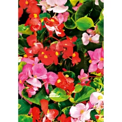 Eisbegonie Topf Durchmesser 9 cm ^ Plantiflor Online