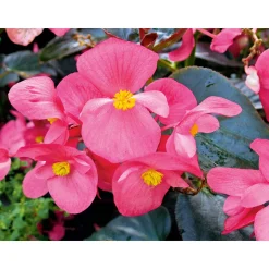 Eisbegonie Topf Durchmesser 9 cm ^ Plantiflor Online