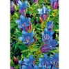Enzian blau Topf- Durchmesser 10,5 cm ^ Plantiflor Clearance