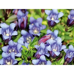 Enzian blau Topf- Durchmesser 10,5 cm ^ Plantiflor Clearance