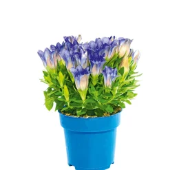 Enzian blau Topf- Durchmesser 10,5 cm ^ Plantiflor Clearance