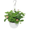 Erdbeeren-Ampel Topf Durchmesser 19 cm ^ Plantiflor Best