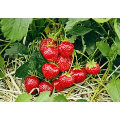 Erdbeeren verschiedene Sorten 10er-Pack ^ Plantiflor Hot