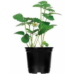 Erdbeerpflanzen verschiedene Sorten Topf Durchmesser 9,5 cm ^ Plantiflor Best