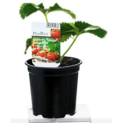 Erdbeerpflanzen verschiedene Sorten Topf Durchmesser 9,5 cm ^ Plantiflor Best